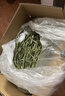 喜帅 精品烘干提摩西草500g 提草荷兰猪龙猫兔子磨牙牧草兔粮 实拍图