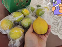 广东香水黄柠檬包邮新鲜水果柠檬精选皮薄奶茶店专用整箱 现货 柠檬带箱2斤单果70g+约10-18个 实拍图