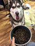 京东京造狗粮中大型犬鲜肉无谷全价狗粮10kg/20斤【宠物金选】 实拍图