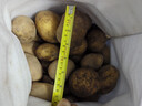甘肃定西土豆2025年现挖黄皮黄心产地直发沙糯面马铃薯洋芋 中大果-9斤（净重）-黄皮黄心 晒单实拍图