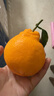 京鲜生 四川春见耙耙柑 净重5斤 单果180g起 生鲜水果柑橘桔子年货礼盒 实拍图