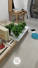 双盟绿萝盆栽除甲醛花卉绿植办公室新房净化空气180加仑4盆装源头直发 实拍图