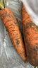 京喜加新鲜现挖现发胡萝卜农家自种蔬菜水果沙地红萝卜 带泥胡萝卜2斤 含箱 实拍图