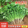 【随种随吃】调料菜种子组合春季四季易种耐热阳台盆栽通种蔬菜 小叶香菜种子1包约1000粒 一包约1000粒 实拍图