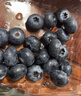 怡颗莓Driscoll's云南蓝莓14mm+ 2盒装 约125g/盒 新鲜年货水果  实拍图