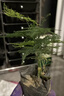 文竹盆栽绿植花卉盆景植物室内客厅水培文松云竹文竹大苗四季常青 文竹【1颗】原盆原土球发货 高度15-25cm 实拍图