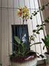 劉閣蘭花兰花盆栽室内客厅花卉绿植蝴蝶兰随机盲盒带花剑配瓷白盆源头直发 实拍图