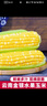 中鲜生云南水果玉米 新鲜甜玉米 现摘玉米棒 生鲜蔬菜可生吃火锅食材 5斤 水果玉米 实拍图