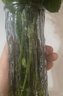 大号轻奢玻璃花瓶透明水养富贵竹水培绿植客厅桌面插干花装饰摆件 【18高】透明树身花瓶 实拍图