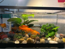 阔庭鱼缸懒人鱼缸家用客厅办公室金鱼缸过滤鱼缸黑色款 实拍图