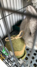 乖卷兔子磨牙零食磨牙棒啃咬玩具果蔬高草含量助排毛球造景 磨牙小树 实拍图