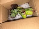 招财钱串吸财树多肉植物办公室桌面绿植盆栽花卉新手好养 【传统国学招财】吸财树+元宝 实拍图