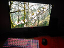 华硕ROG 超杀27 XG27ACDMS 26.5英寸2K电竞显示器280Hz显示器0.03ms响应HDR400真10Bit G-SYNC兼容OLED 实拍图