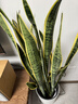 植男植女大型金边虎皮兰植物客厅卧室办公室绿色观叶花卉绿植盆栽源头直发 实拍图