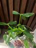 懒人水培绿植九里香绿萝文竹室内易养净化空气花卉盆栽植物花卉 鸭脚木1颗【不含盆】土培水培皆可10-15cm 实拍图