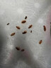 INSDCDOCTOR蟑螂药特效强力全窝端虫卵双杀家用灭蟑螂诱饵神器孕妇婴儿可用5g 晒单实拍图