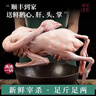 颐乡情【次日达】正宗大鹅整只生鲜新鲜嫩仔鹅带包老鹅农家散养东北大鹅 精品大鹅【净约7-8.5斤】+料包+鲜参 实拍图