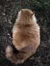 福摩（Fromm）无谷全家禽猎鸟配方猫粮 4磅(1.81kg)  适口性佳 实拍图
