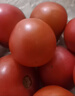 正宗攀枝花沙瓤西红柿露天生吃粉果番茄新鲜采摘非普罗旺斯西红柿 净重【商超品质150克+】 5斤 彩箱托盘 实拍图