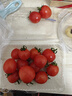 广西新鲜千禧圣女果小番茄现摘现发多汁水果适合孕妇食用 1斤 实拍图
