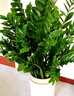 Only you【2小时达】发财树大型盆栽绿植花卉室内客厅办公室开业新年花送 金钱树 实拍图