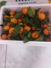【产地直发】正宗广西金秋砂糖橘棉橘水果新鲜当地砂糖橘橘子新鲜 砂糖橘带箱5斤 实拍图