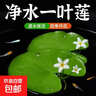 水培一叶莲浮萍迷你水草净化水质鱼缸造景睡莲花水生水养花卉植物 一叶莲 【1片装】尺寸8-11厘米 实拍图
