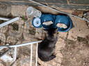 licheers领宠爱 猫碗 狗碗双碗猫食盆宠物自动饮水器防打翻狗盆 升级三碗 实拍图