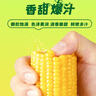 十月稻田 水果甜玉米 8根 3.52斤 真空开袋即食 低脂早餐 新年礼盒 粗粮 实拍图