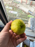 京鲜生 新疆特级库尔勒香梨 净重5斤单果120g以上 生鲜水果 实拍图