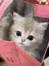 涴喵 纯种宠物猫咪活体金银渐层幼猫全程辅助养猫签订合同双重保障 宠物级 蓝金渐层 实拍图