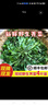 乔诚苏北农家蔬菜现挖野生香荠荠菜地丁野菜新鲜春卷馄饨饺包子馅商用 4斤 实拍图