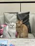 HOUYA猫窝狗窝小型犬猫咪秋冬保暖封闭式猫屋睡觉垫玩睡一体 实拍图