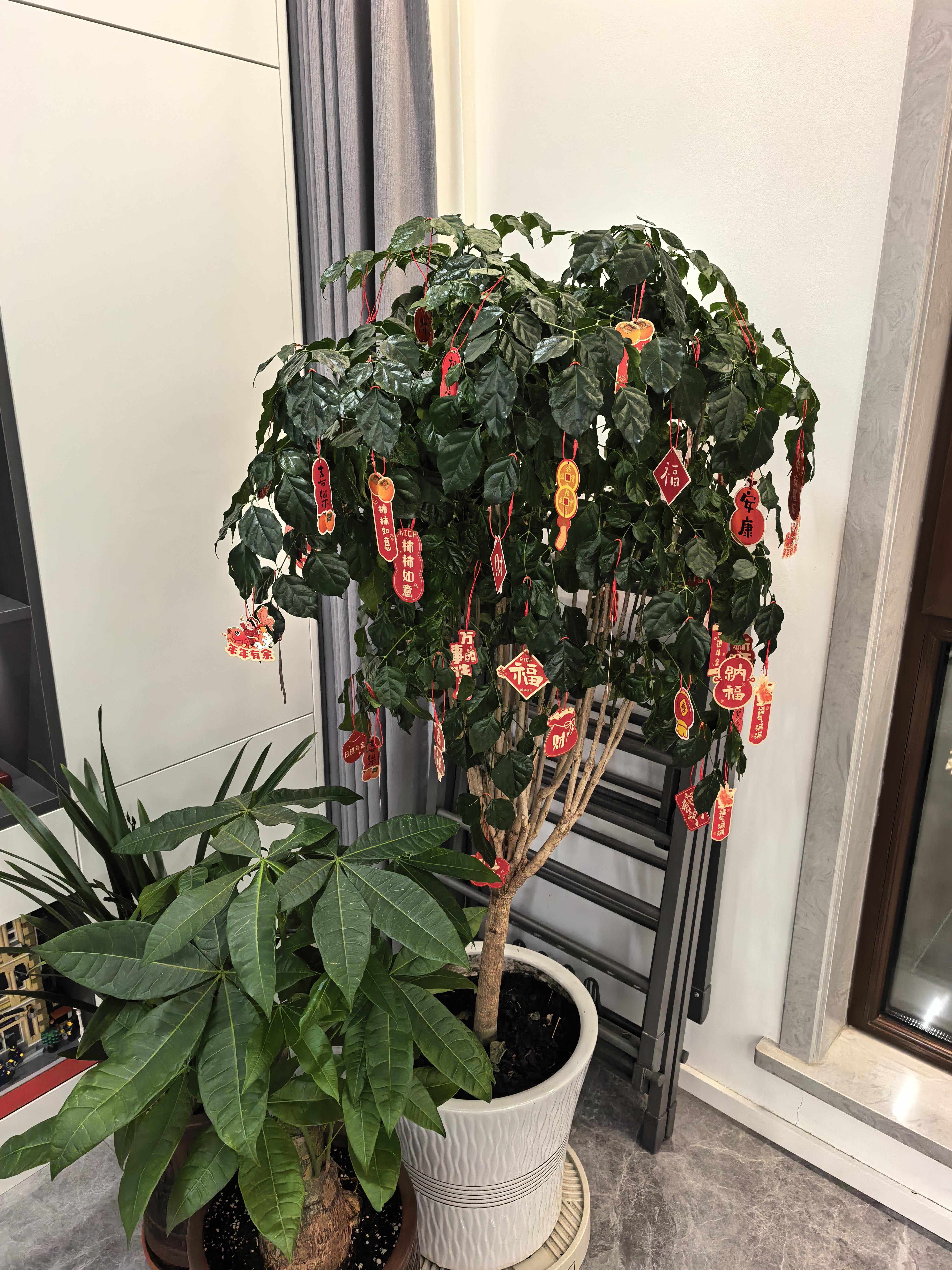 金雅特营养土发财树专用土壤阳台泥炭椰砖土肥料有机种植土通用20升 实拍图