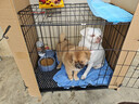 宠乐乖（CHONGLEGUAI）狗笼猫笼狗笼子中小型犬带厕所幼犬折叠便携猫笼子猫咪兔笼700ZG 实拍图