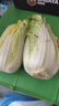 云南高原黄心娃娃菜大白菜新鲜蔬菜包心菜黄心白菜脆甜 新鲜娃娃菜1斤 实拍图