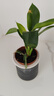 新大叶金钻绿公主盆栽植物除甲醛绿植办公室四季常青室内客厅摆放 【拍一发二】金钻+灰繁星吸水盆 含盆高度15-20厘米 实拍图