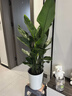 植男植女天堂鸟盆栽客厅室内好养大型落地真绿植办公室大叶植物源头直发 实拍图