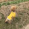 欢宠网宠物狗狗衣服猫咪猫小狗小猫泰迪比熊猫猫小型犬幼犬冬季保暖服饰 实拍图