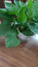 特价绿萝盆栽室内客厅办公室吸甲醛净化空气水培植物绿植花卉好养 【1盆】绿萝+早安吸水盆 整体含盆高度20-25cm 实拍图