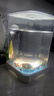 燕之雁 桌面斗鱼缸 微景观鱼缸 迷你水族箱 LED氛围灯+造景+盖+托盘 实拍图