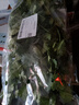 带根香菜100g 实拍图