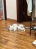 素力高进口无谷猫粮 美毛顺毛 优质鲜肉蛋白  幼猫成猫老年猫全价猫粮 【全能美毛丨小包囤货】鲜肉美毛3磅*3/4.08kg 实拍图