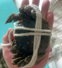 【活蟹】阳澄联合鲜活大闸蟹现货公4.0-4.3两 母3.0-3.3两 5对螃蟹年货礼盒源头直发 实拍图