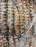 北海湾 竹节虾 鲜活速冻九节虾超大斑节虾海虾新鲜大虾对虾虾类海鲜水产 16-18cm【30-40只】 2斤(净重) 实拍图