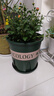 九千谷加仑花盆 高5加仑升级款 园艺绿植花盆塑料花盆30*30cm 2个装5945 实拍图