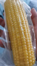 精品有机黄糯玉米 花糯玉米彩糯新鲜糯玉米真空装包 【4种玉米】黄花白黑各1支 均重＞180g 实拍图