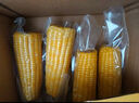 建三江黄金糯玉米3.8斤 240g*8根 黏玉米 东北玉米 早餐零食 实拍图