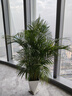 叹为观止 大型盆栽 单杆辫子发财树天堂鸟绿萝散尾葵办公室内开业乔迁礼品 散尾葵1.7—1.9米【聚宝盆】 不含盆 实拍图