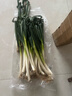 正宗山东大葱铁杆长葱好吃新鲜脆甜香章丘大葱葱头当季蔬菜可生吃 3斤【源头直采包邮】 实拍图